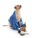 Cute Labrador Retriever dog and set for grooming on white background Royalty Free Stock Photo