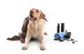 Cute Labrador Retriever dog and set for grooming on white background Royalty Free Stock Photo