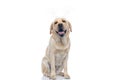 Cute labrador retriever dog sticking out tongue Royalty Free Stock Photo