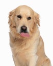 cute labrador retriever dog sticking out tongue and panting Royalty Free Stock Photo