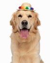 cute labrador retriever dog with tassels hat sticking out tongue Royalty Free Stock Photo