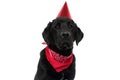 Cute labrador retriever dog wearing a birthday hat Royalty Free Stock Photo