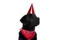 Cute labrador retriever dog wearing a birthday hat Royalty Free Stock Photo