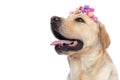 Cute labrador retriever dog wearing flowers and panting Royalty Free Stock Photo