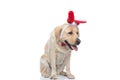 Cute labrador retriever dog wearing a red bowtie Royalty Free Stock Photo