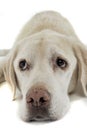 Cute labrador retriever dog liy in a white studio