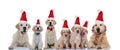 Cute labrador retriever and golden retriever family wearing santa claus hats Royalty Free Stock Photo