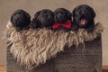 Cute labrador retriever group of puppies resting and yawning