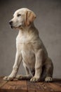 Cute labrador retriever sitting on wooden box and looking to side Royalty Free Stock Photo
