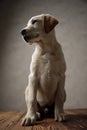 Cute labrador retriever looking to side and sitting on wooden box Royalty Free Stock Photo