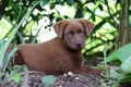 Chocolate colored puppy in garden Royalty Free Stock Photo