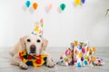 Cute Labrador Retriever with a party hat at a birthday party. Dog's birthday. Royalty Free Stock Photo