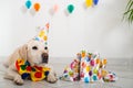 Cute Labrador Retriever with a party hat at a birthday party. Dog's birthday. Royalty Free Stock Photo