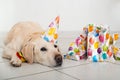 Cute Labrador Retriever with a party hat at a birthday party. Dog's birthday. Royalty Free Stock Photo