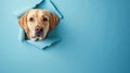 cute labrador retriever peeking through a hole