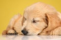 Cute labrador retriever pup laying down and sleeping Royalty Free Stock Photo