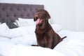 Cute Labrador retriever puppy on bed. Friendly dog Royalty Free Stock Photo