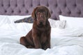 Cute Labrador retriever puppy on bed. Friendly dog Royalty Free Stock Photo