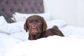 Cute Labrador retriever puppy on bed. Friendly dog Royalty Free Stock Photo