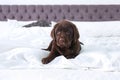 Cute Labrador retriever puppy on bed. Friendly dog Royalty Free Stock Photo