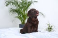 Cute Labrador retriever puppy on bed. Friendly dog Royalty Free Stock Photo
