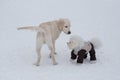 Cute labrador retriever puppy and bichon frise puppy in pet clothing are standing on a white snow in the winter park. Pet animals Royalty Free Stock Photo