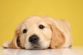 Cute labrador retriever puppy holding head down and looking up Royalty Free Stock Photo