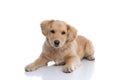 Cute labrador retriever puppy laying down on white background Royalty Free Stock Photo