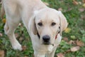 Cute labrador retriever puppy is looking at the camera. Four month old. Pet animals. Royalty Free Stock Photo