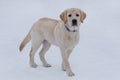 Cute labrador retriever puppy is looking at the camera. Four month old. Pet animals Royalty Free Stock Photo