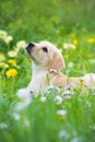 Cute labrador retriever puppy lying in a garden