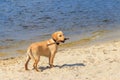Cute labrador retriever puppy playing with stick on sandy beach Royalty Free Stock Photo