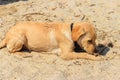 Cute labrador retriever puppy playing with stick on sandy beach Royalty Free Stock Photo