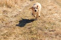 Cute labrador retriever puppy running on meadow Royalty Free Stock Photo