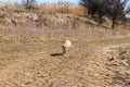 Cute labrador retriever puppy running on meadow Royalty Free Stock Photo