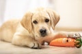 Cute labrador retriever puppy seen from front facing camera lying on floor holding rubber toy for dog Royalty Free Stock Photo