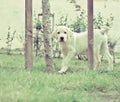 Cute labrador retriever puppy standing behind a tree on the green grass of a lawn Royalty Free Stock Photo