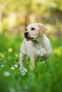 Cute labrador retriever puppy standing in a garden Royalty Free Stock Photo