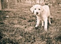 Cute labrador retriever puppy standing on the green grass of a lawn Royalty Free Stock Photo