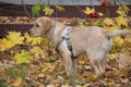 Cute labrador retriever puppy is standing on yellow leaves in the autumn park. Pet animals. Two month old Royalty Free Stock Photo