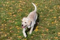 Cute labrador retriever puppy is walking in the autumn park. Pet animals. Two month old Royalty Free Stock Photo