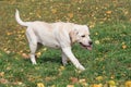 Cute labrador retriever puppy is walking on yellow leaves in the autumn park. Pet animals. Two month old Royalty Free Stock Photo