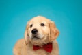 Cute labrador retriever puppy wearing bowtie and looking up Royalty Free Stock Photo