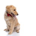 Cute labrador retriever puppy wearing red bowtie and looking to side Royalty Free Stock Photo