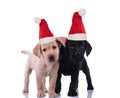 Cute labrador retriever santa claus puppies standing side by side Royalty Free Stock Photo