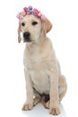 Cute labrador retriever sitting and wearing flowers headband Royalty Free Stock Photo