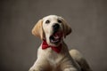 Cute labrador retriever sticking out tongue and wearing bowtie Royalty Free Stock Photo