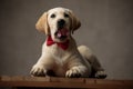 Cute labrador retriever sticking out tongue and wearing red bowtie Royalty Free Stock Photo