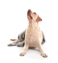 Cute Labrador Retriever with towel after washing on white background Royalty Free Stock Photo