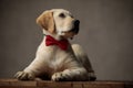 Cute labrador retriever wearing red bowtie and looking to side Royalty Free Stock Photo